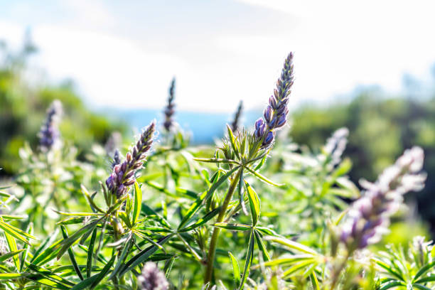 flores azuis roxas pequenas do lupine na luz solar em lagos de thomas caminhada em mt sopris, basalto, colorado - wildflower flower colorado lupine - fotografias e filmes do acervo