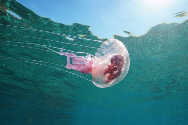 istock Jellyfish underwater Mediterranean sea Pelagia 1168638208