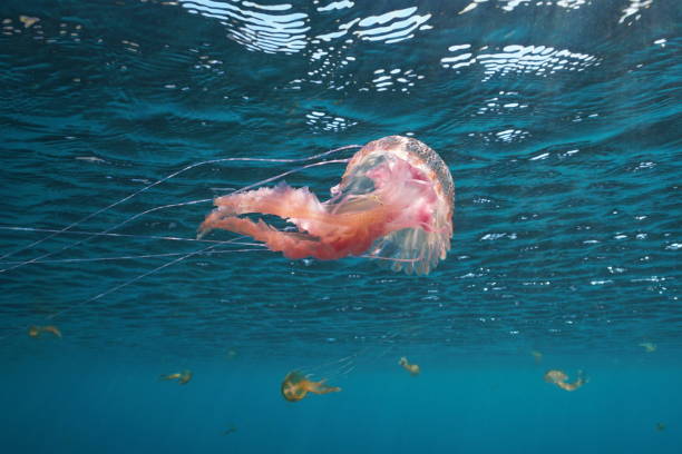 istock Jellyfish below water surface Pelagia noctiluca 1168638425