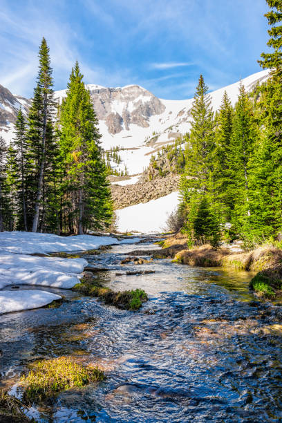 Photo of Pine trees and alpine river water on Thomas Lakes Hike in Mt Sopris, Carbondale, Colorado in early 2019 summer with snow on peak