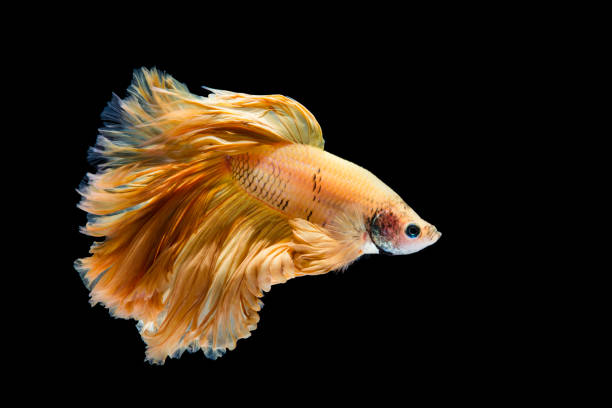 istock Yellow gold betta fish, siamese fighting fish on black background 1168638480