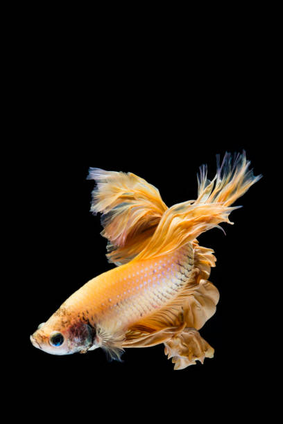 istock Yellow gold betta fish, siamese fighting fish on black background 1168639029