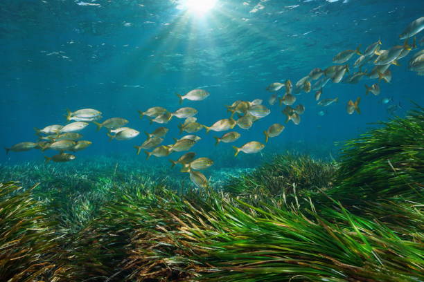 Mediterranean sea fish with seagrass underwater stock photo