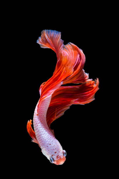 istock Pink and red betta fish, siamese fighting fish on black background 1168639279
