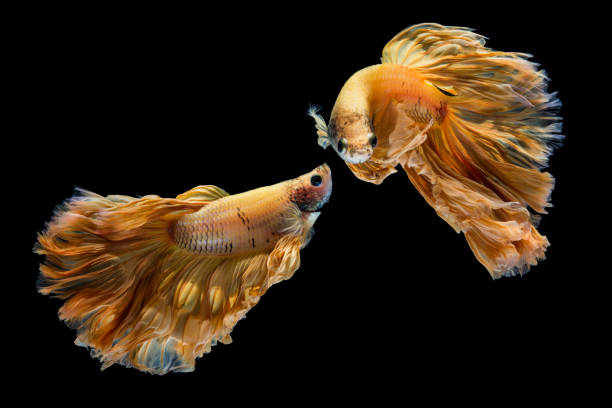 istock Yellow gold betta fish, siamese fighting fish on black background 1168639321