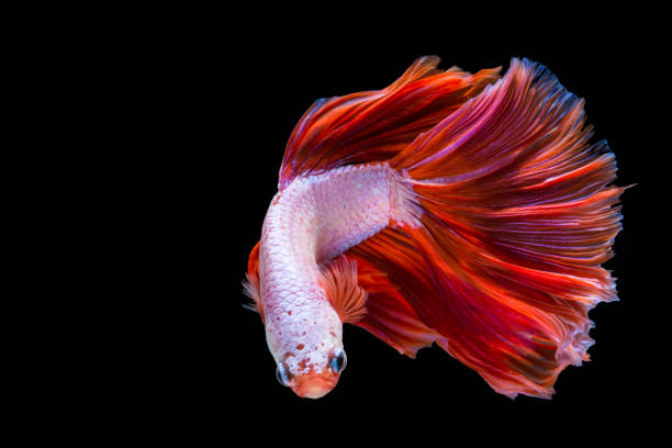 istock Pink and red betta fish, siamese fighting fish on black background 1168639357