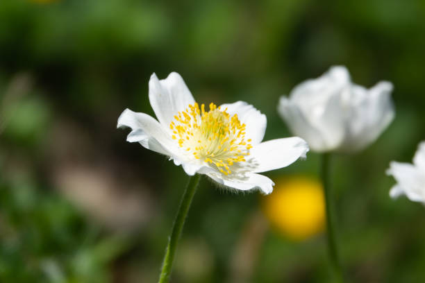 istock Alpine Pasqueflower in Bloom in Summer 1168639409