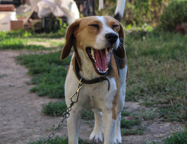 istock Dog tooth health 1168640271