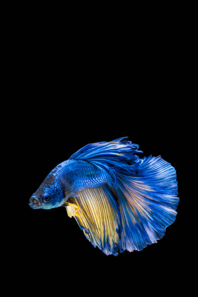 istock Blue and yellow betta fish, siamese fighting fish on black background 1168640915