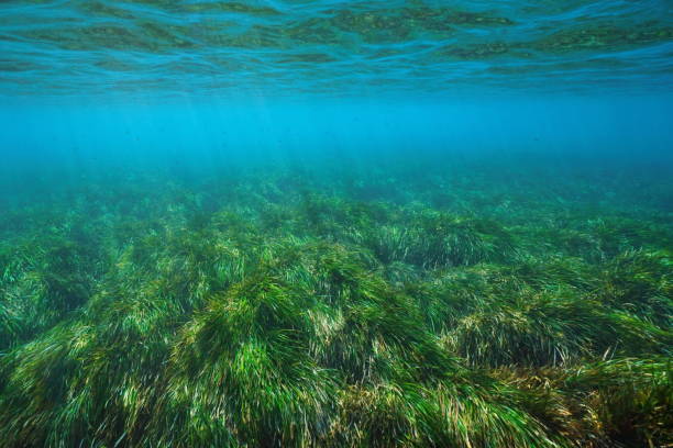 istock Posidonia oceanica seagrass underwater 1168641027