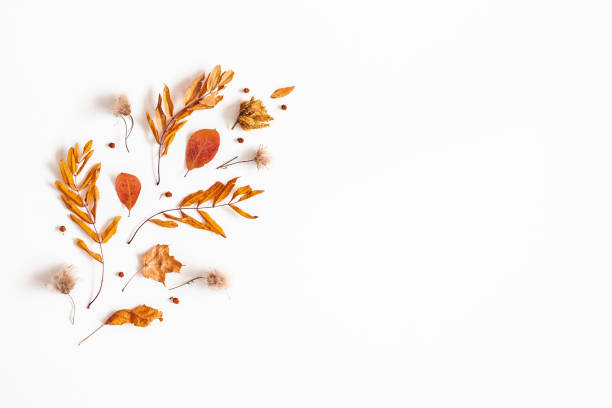 istock Autumn composition. Dried leaves, rowan berries on white background. Autumn, fall, thanksgiving day concept. Flat lay, top view, copy space 1168641972