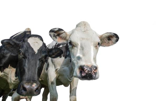 foto de cerca de dos vacas blancas y negras - beef cattle farm calf summer fotografías e imágenes de stock