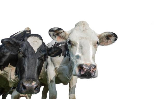 istock Close up photo of two black and white cows 1168643068