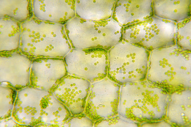 Green chloroplasts in plant cells Round, green chloroplasts in plant cells of anacharis or waterweed, Egeria densa. Chloroplasts carry chlorophyll which makes them green. These chlorplasts actually circulate around within each cell. Live specimen. Wet mount, 40X objective, transmitted brightfield illumination. Note - very shallow depth of field, chromatic aberration and uneven focus are inherent in light microscopy. light micrograph photos stock pictures, royalty-free photos & images