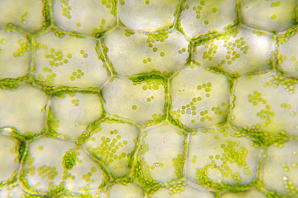 Green chloroplasts in plant cells Round, green chloroplasts in plant cells of anacharis or waterweed, Egeria densa. Chloroplasts carry chlorophyll which makes them green. These chlorplasts actually circulate around within each cell. Live specimen. Wet mount, 40X objective, transmitted brightfield illumination. Note - very shallow depth of field, chromatic aberration and uneven focus are inherent in light microscopy. microbiology stock pictures, royalty-free photos & images