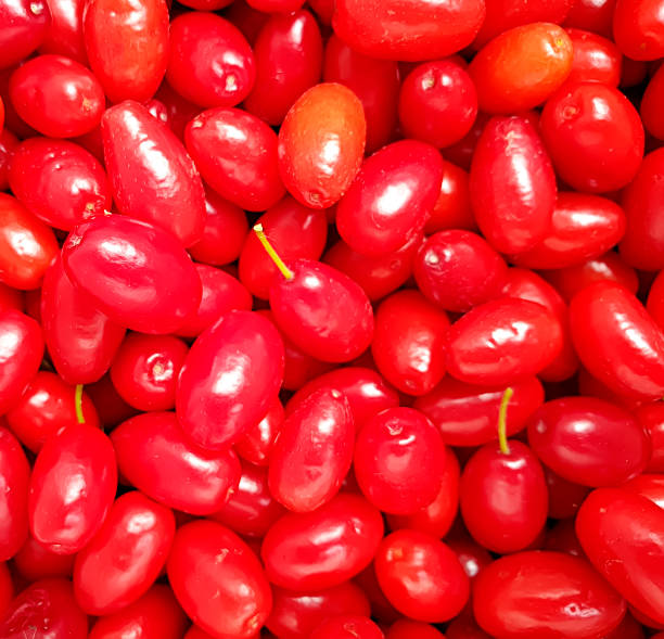 istock dogwood ripe berry background vitamin 1168644099