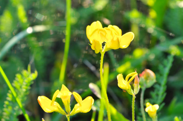 full of light yellow meadow flowers close-up on blurred background stock photo
