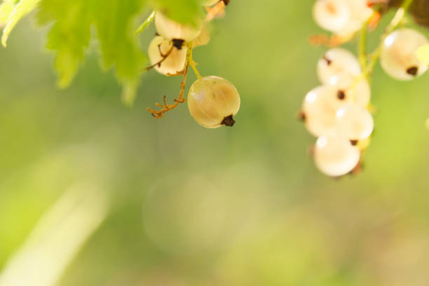 one white currant berry hangs on a branch over a green blurred background
