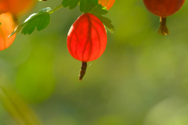 close-up photo of red gooseberry berry hanging on a branch with a blurred background stock photo