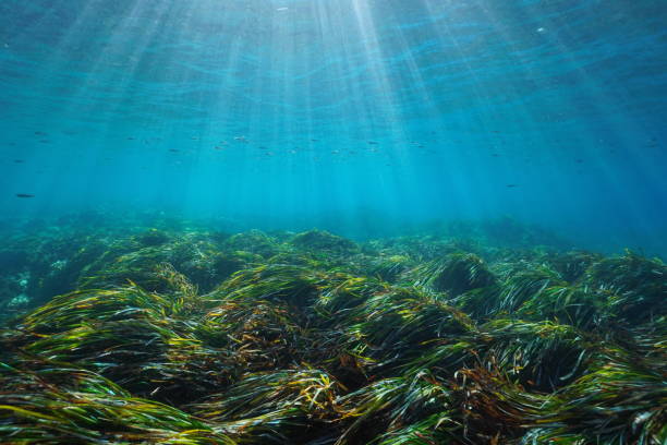 meeresboden posidonia oceanica mittelmeer spanien - javea stock-fotos und bilder