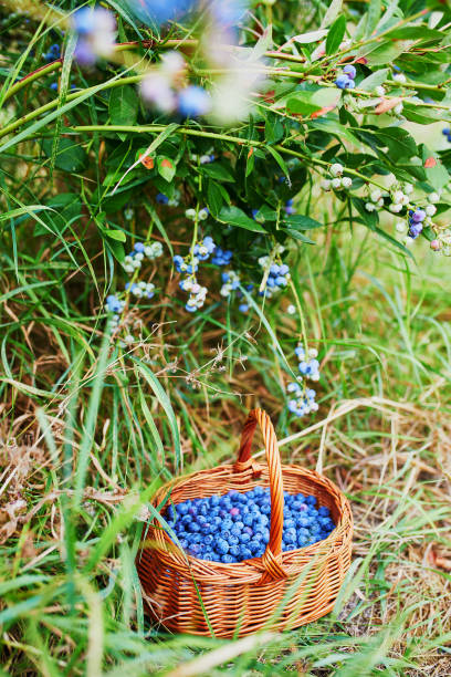 istock Fresh ripe delicious blueberries in basket under the bush 1168645585