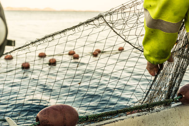 Inspecting fishing nets at sunset.