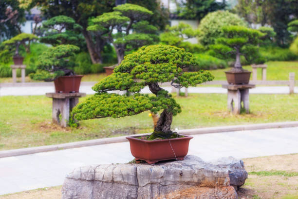 istock Bonsai trees in a pots 1168646710