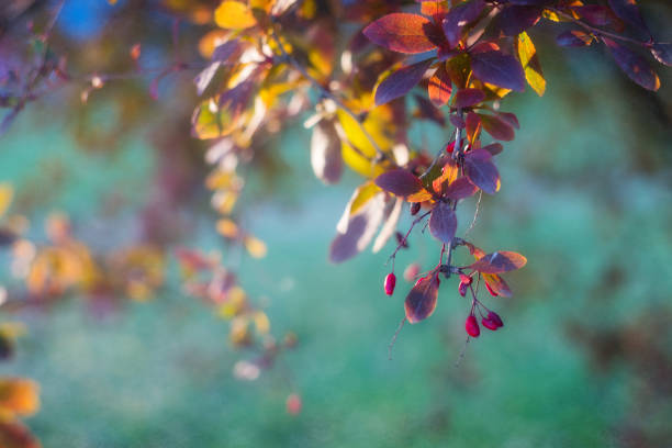 Red berries, purple and orange leaves of barberry insolated by the sun on a turquoise background