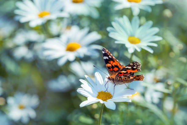 istock White daisy and red admiral butterfly close-up 1168647331
