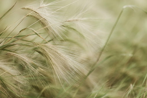Horizontal background of decorative fluffy foxtail barley Hordeum jubatum with beautiful spikes of yellow and green color