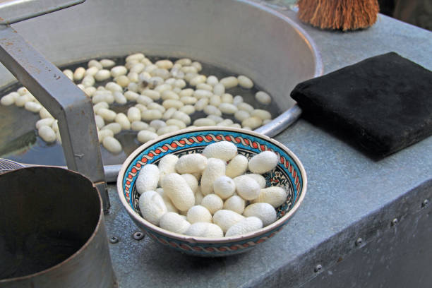istock White Silkworm Cocoons Floating in Hot Water 1168647717