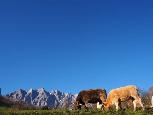 Group of cows at the foothills of the Picos de Europa