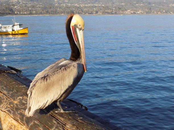 istock Pelican at Santa Barbara Pier, California 1168647767
