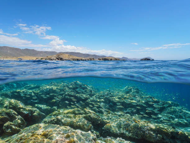 istock Spain Cabo de Gata Nijar coast and fish underwater 1168647878