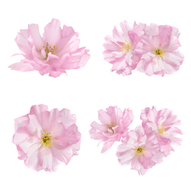 istock Floral set of four flowers 1168648411