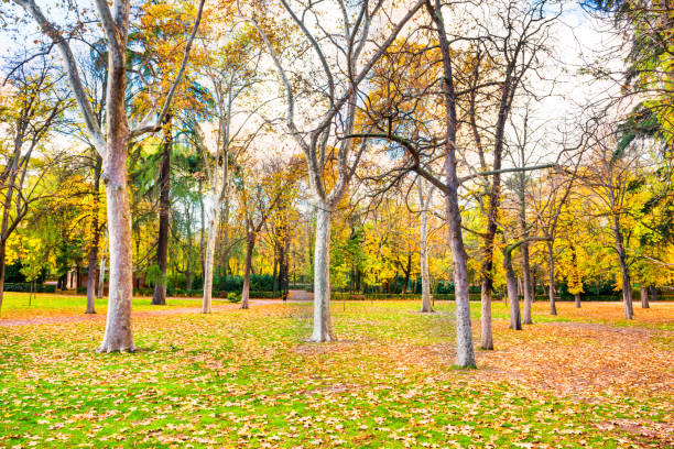 istock Autumn park with green lawn with fallen leaves 1168648453