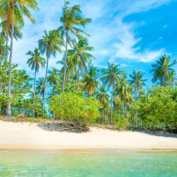 istock Beautiful beach at tropical island with palm trees 1168648563