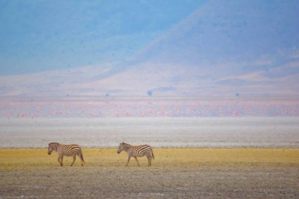 istock Zebras and Flamingos 1168648626