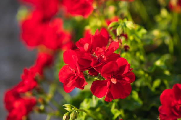 istock Every flower is a soul blossoming in nature 1168648671