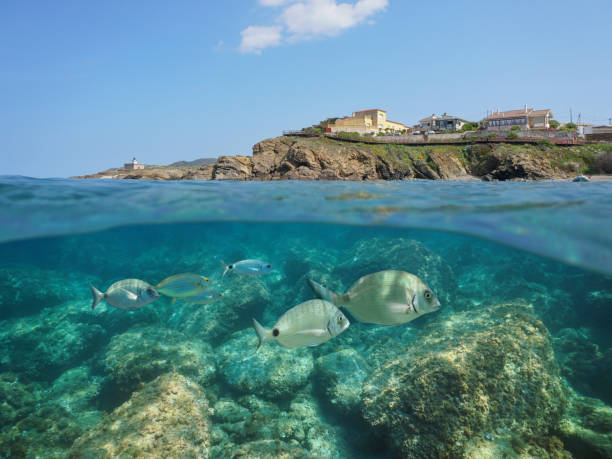 istock Spain coastline with houses and fish underwater 1168649410