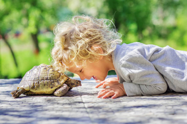 beau garçon avec la tortue - tortue aquatique photos et images de collection