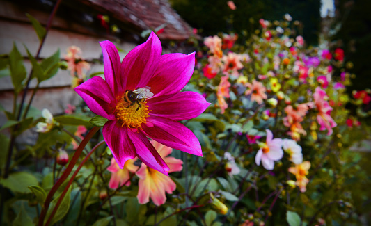 Colourful Dahlia flowers (and Bumble bee) in an English Garden in late summer