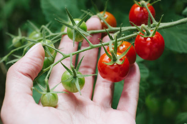 istock Fresh ripe tomatoes on a branch in a greenhouse. 1168651777