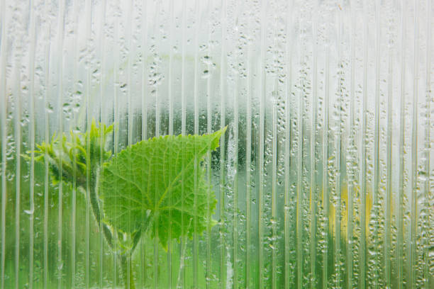 el pepino brota detrás de un vaso empaque de un invernadero. fondo de jardinería. enfoque selectivo - condensate fotografías e imágenes de stock