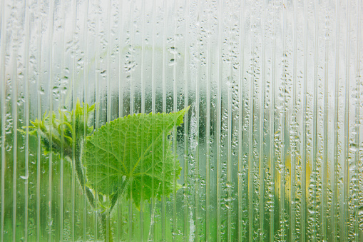 Cucumber sprout behind a misted glass of a greenhouse. Gardening background. Selective focus