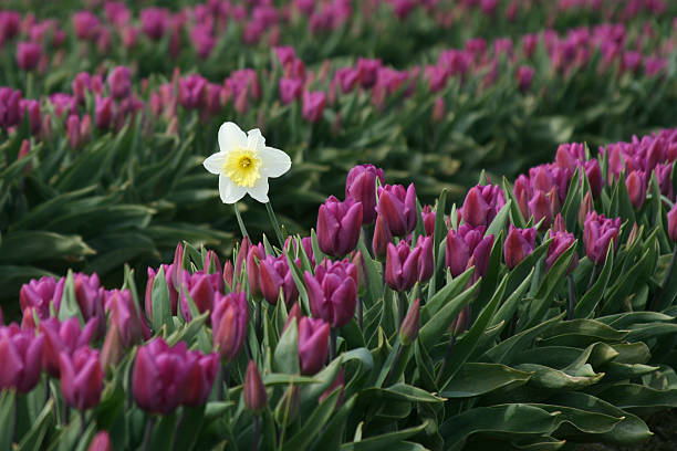 Single Daffodil in a field of tulips stock photo