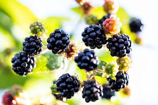 Wild blackberries that are ripe on the vine