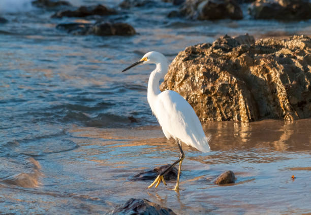 istock egret on rocky beach in late afternoon 1168659075