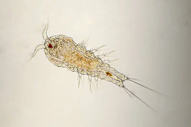 Microscopic image of a freshwater copepod. Gets it common name cyclops from the single red eyespot. Live specimen. Wet mount, 10X, transmitted brightfield illumination. Note - motion blur of live animal, very shallow depth of field, chromatic aberration and uneven focus are inherent in light microscopy.