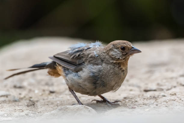 istock Outdoor trail hiking bird encounters. 1168661590